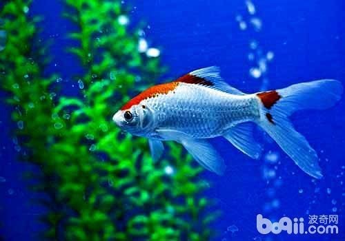 龍魚魚鰭充血【關于龍魚應激性充血的一些問題】