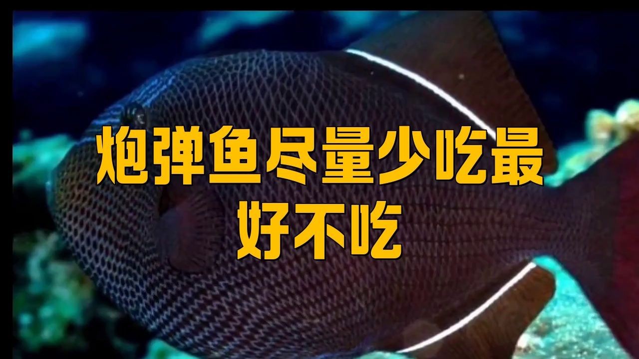 金槍魚和炮彈魚的區(qū)別【炮彈魚與金槍魚的區(qū)別】 龍魚百科 第6張 金槍魚和炮彈魚的區(qū)別【炮彈魚與金槍魚的區(qū)別】 金槍魚和炮彈魚的區(qū)別【炮彈魚與金槍魚的區(qū)別】 龍魚百科 第6張