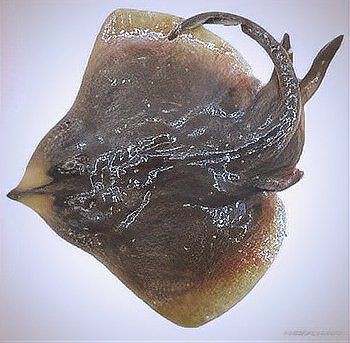 魟魚和鰩魚外形的區別【hong]魚和鰩魚的區別】 魟魚和鰩魚外形的區別【hong]魚和鰩魚的區別】 龍魚論壇 第12張