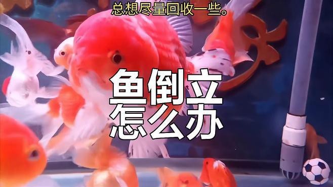 龍魚頭朝上尾朝下會死嗎？【龍魚頭朝上尾朝下怎么救】