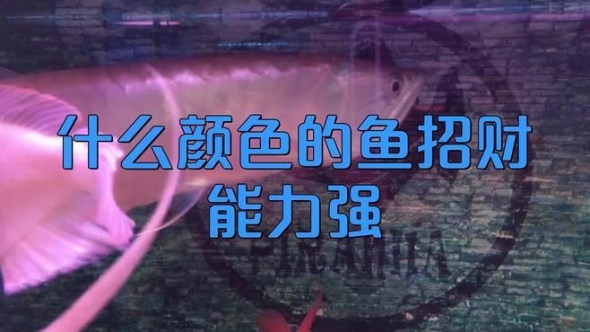 藍面財神魚和紅財魚哪個招財【什么顏色的魚招財能力強】 藍面財神魚和紅財魚哪個招財【什么顏色的魚招財能力強】 龍魚百科 第2張