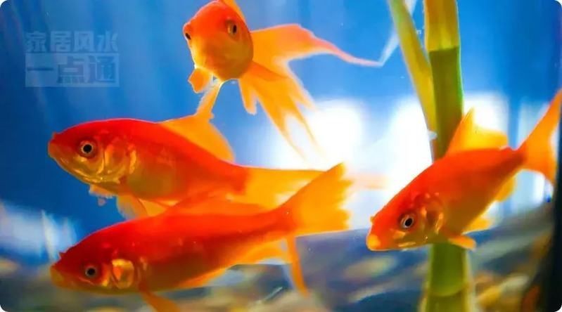 藍面財神魚和紅財魚哪個招財【什么顏色的魚招財能力強】 藍面財神魚和紅財魚哪個招財【什么顏色的魚招財能力強】 龍魚百科 第7張