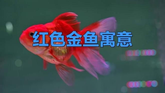 藍面財神魚和紅財魚哪個招財【什么顏色的魚招財能力強】 藍面財神魚和紅財魚哪個招財【什么顏色的魚招財能力強】 龍魚百科 第6張