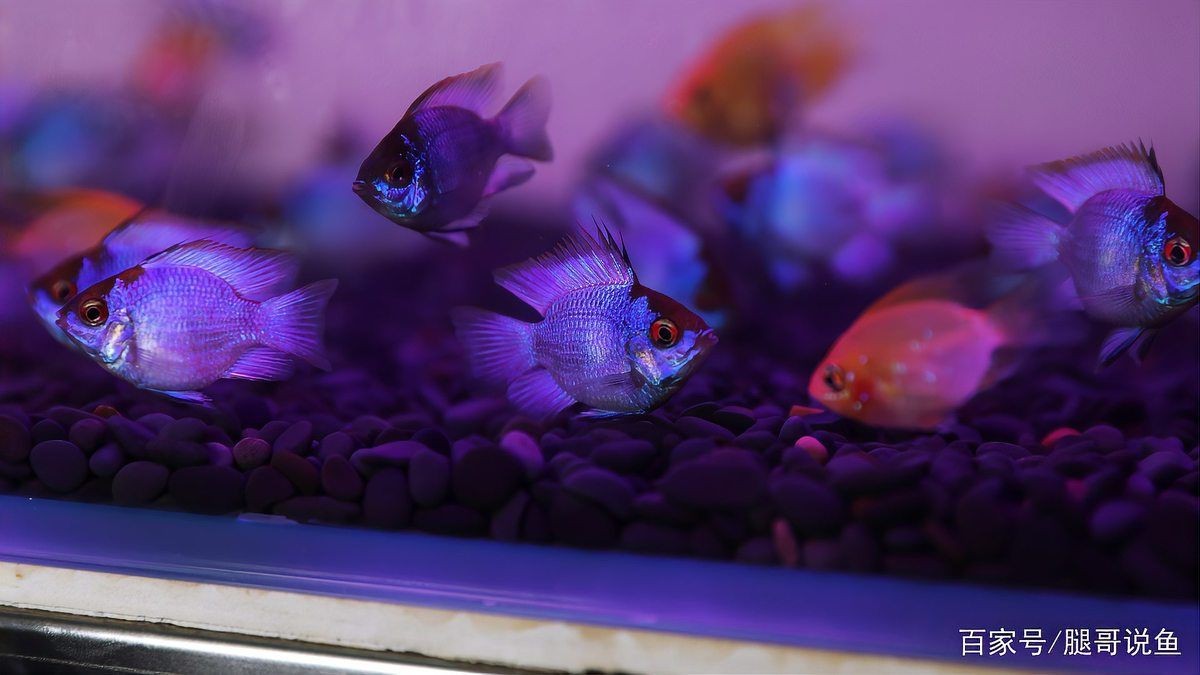 藍玉鳳凰魚喜歡吃什么【藍玉鳳凰魚的喂食偏好】 藍玉鳳凰魚喜歡吃什么【藍玉鳳凰魚的喂食偏好】 龍魚百科 第2張
