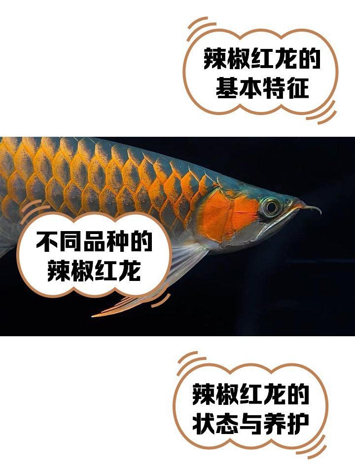 綠皮辣椒小紅龍最建議買的5個顏色【是關于綠皮辣椒小紅龍最建議買的5個顏色】