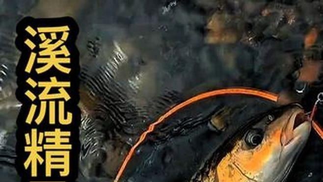 軍魚屬于什么檔次【軍魚屬于什么檔次，潮流風尚，福建武夷山】