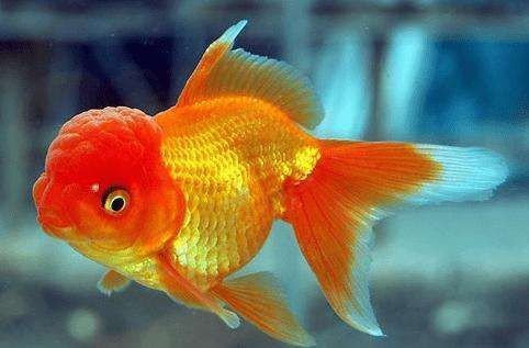金魚突然死了要警惕【養(yǎng)魚老道，為什么金魚會(huì)突然死了】