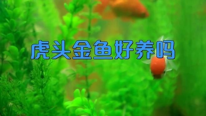 虎頭金魚好養嗎【虎頭金魚好養嗎,小小寵物說】 虎頭金魚好養嗎【虎頭金魚好養嗎,小小寵物說】 龍魚論壇 第2張