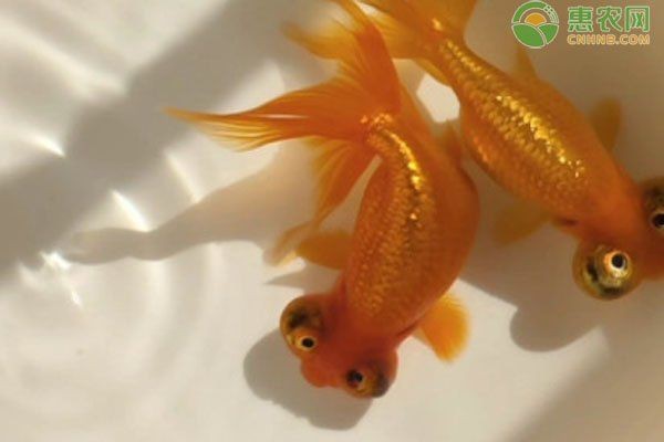 虎頭金魚好養嗎【虎頭金魚好養嗎,小小寵物說】 虎頭金魚好養嗎【虎頭金魚好養嗎,小小寵物說】 龍魚論壇 第1張