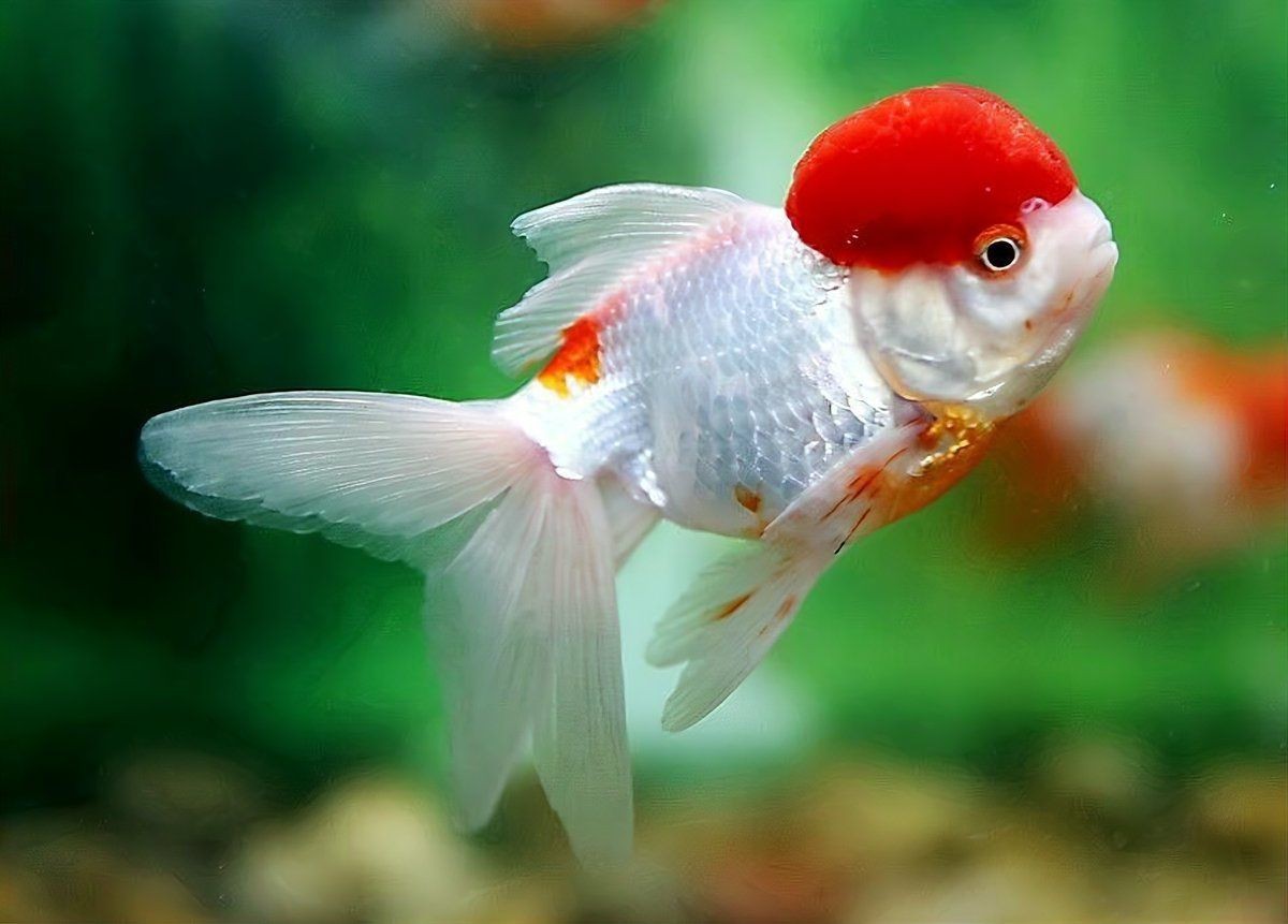 虎頭金魚好養嗎【虎頭金魚好養嗎,小小寵物說】 虎頭金魚好養嗎【虎頭金魚好養嗎,小小寵物說】 龍魚論壇 第4張