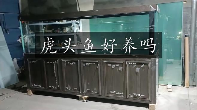 虎頭金魚好養嗎【虎頭金魚好養嗎,小小寵物說】 虎頭金魚好養嗎【虎頭金魚好養嗎,小小寵物說】 龍魚論壇 第6張