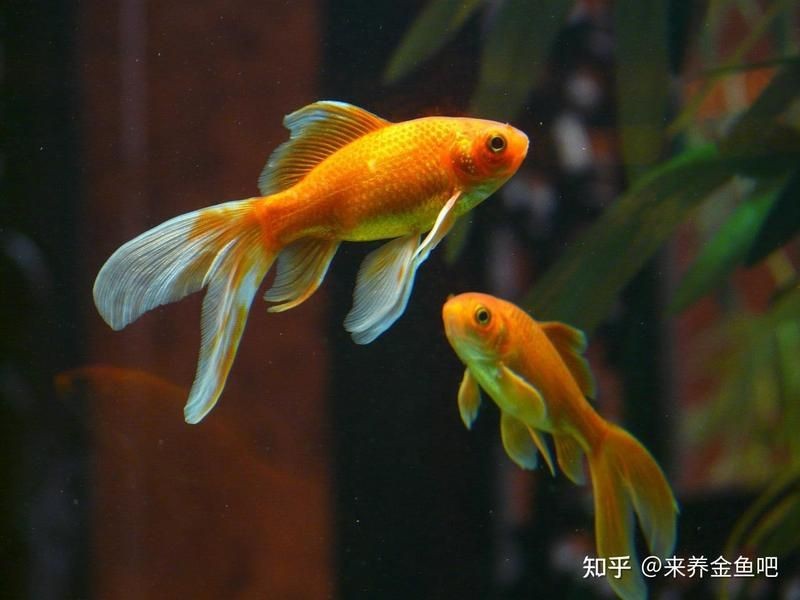 虎頭金魚好養嗎【虎頭金魚好養嗎,小小寵物說】 虎頭金魚好養嗎【虎頭金魚好養嗎,小小寵物說】 龍魚論壇 第8張
