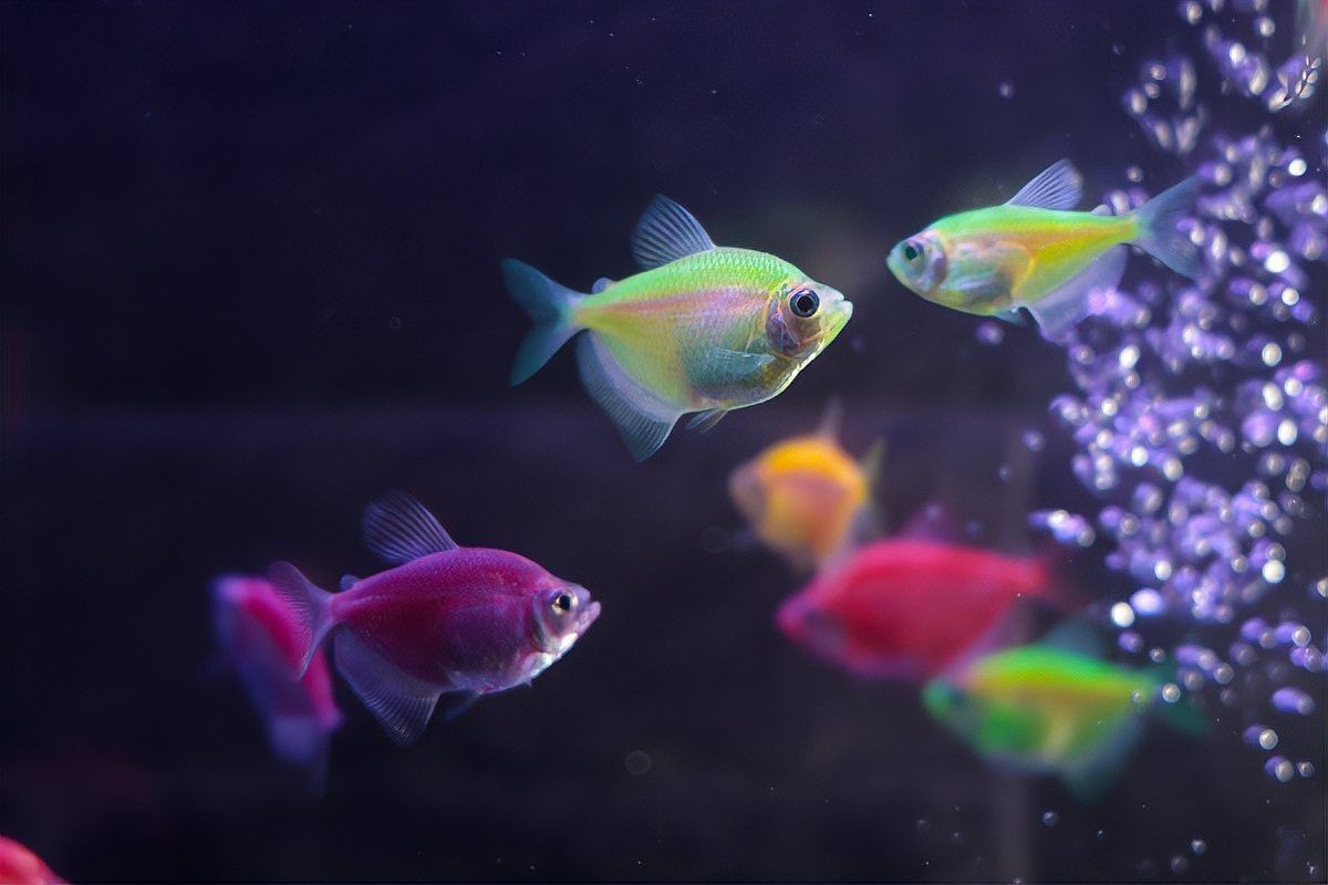 麗麗魚為什么很少人養(yǎng)【《麗麗魚為什么很少人養(yǎng)》麗麗魚為什么很少人養(yǎng)萌寵風(fēng)向標(biāo)】 麗麗魚為什么很少人養(yǎng)【《麗麗魚為什么很少人養(yǎng)》麗麗魚為什么很少人養(yǎng)萌寵風(fēng)向標(biāo)】 龍魚百科 第5張
