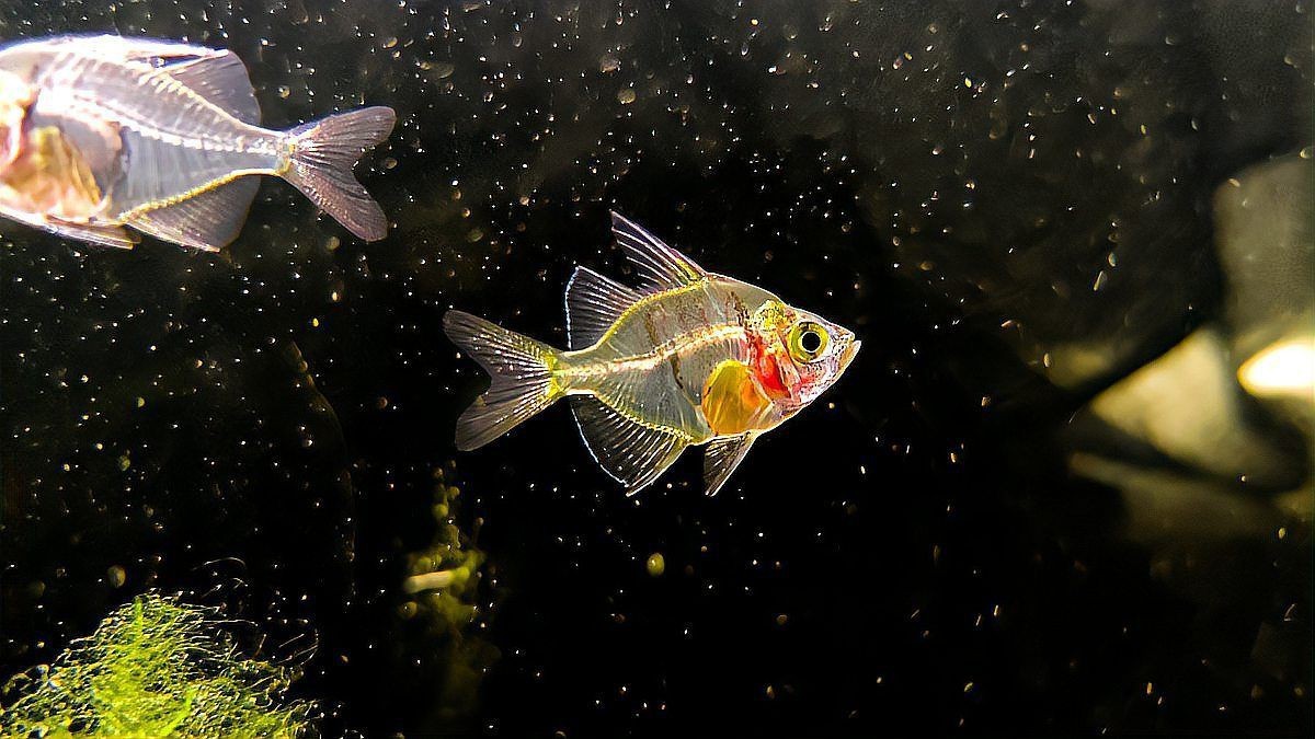 麗麗魚為什么很少人養(yǎng)【《麗麗魚為什么很少人養(yǎng)》麗麗魚為什么很少人養(yǎng)萌寵風(fēng)向標(biāo)】 麗麗魚為什么很少人養(yǎng)【《麗麗魚為什么很少人養(yǎng)》麗麗魚為什么很少人養(yǎng)萌寵風(fēng)向標(biāo)】 龍魚百科 第6張