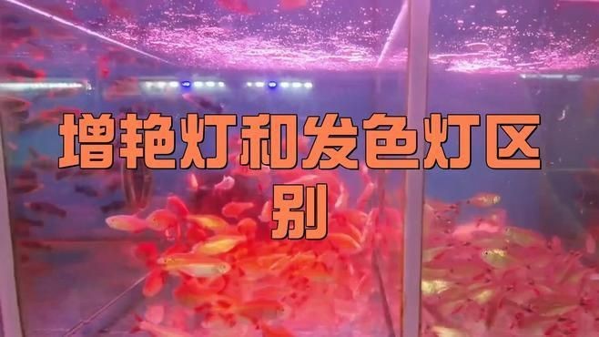龍魚發色燈和增艷燈什么區別【龍魚發色燈與增艷燈的區別】