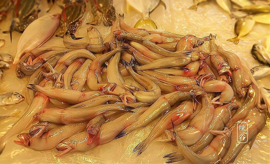 水鼻涕魚多少錢一斤【水鼻涕魚價格】 水鼻涕魚多少錢一斤【水鼻涕魚價格】 龍魚論壇 第4張