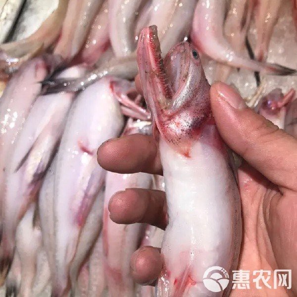 水鼻涕魚多少錢一斤【水鼻涕魚價格】 水鼻涕魚多少錢一斤【水鼻涕魚價格】 龍魚論壇 第2張