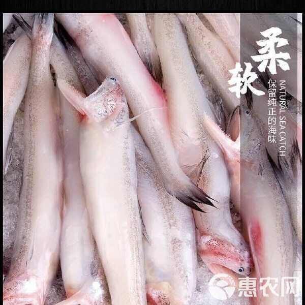 水鼻涕魚多少錢一斤【水鼻涕魚價格】 水鼻涕魚多少錢一斤【水鼻涕魚價格】 龍魚論壇 第3張
