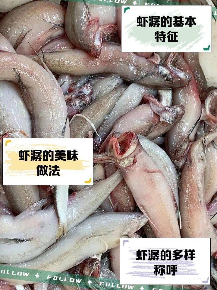 水鼻涕魚多少錢一斤【水鼻涕魚價格】 水鼻涕魚多少錢一斤【水鼻涕魚價格】 龍魚論壇 第6張