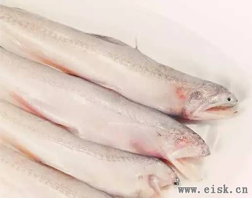 水鼻涕魚多少錢一斤【水鼻涕魚價格】 水鼻涕魚多少錢一斤【水鼻涕魚價格】 龍魚論壇 第10張