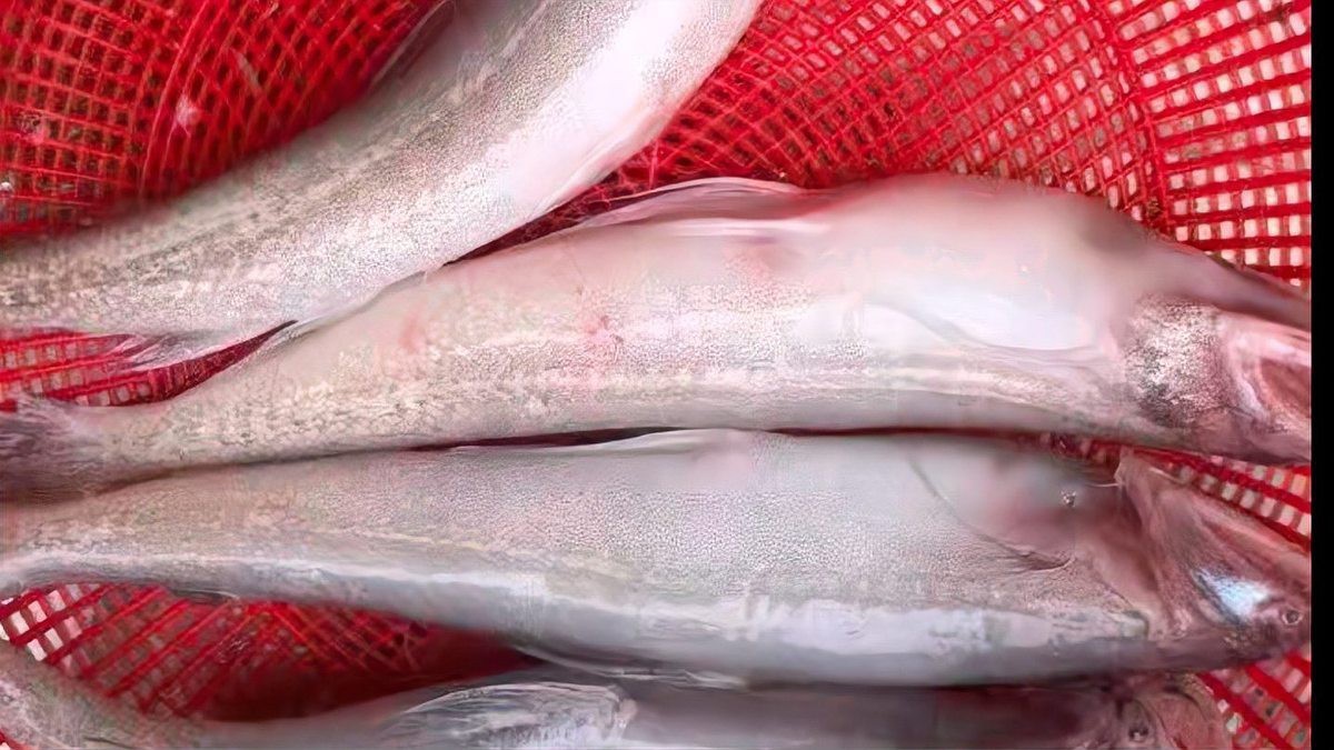 水鼻涕魚多少錢一斤【水鼻涕魚價格】 水鼻涕魚多少錢一斤【水鼻涕魚價格】 龍魚論壇 第13張