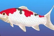 龍魚和錦鯉哪個風水好【東南亞文化中龍魚和錦鯉的風水寓意】