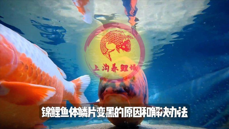 錦鯉大正退墨了最怕三個東西【錦鯉大正三色退墨的三大關鍵因素及應對策略】