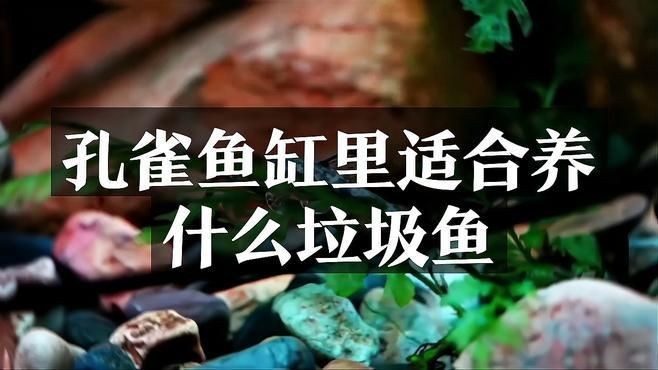 孔雀魚缸中養(yǎng)哪種清潔魚【孔雀魚缸適合養(yǎng)什么樣的清潔魚】 孔雀魚缸中養(yǎng)哪種清潔魚【孔雀魚缸適合養(yǎng)什么樣的清潔魚】 龍魚百科 第7張