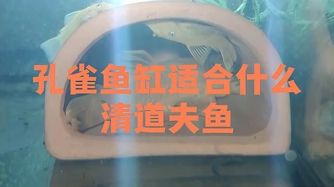 孔雀魚缸中養(yǎng)哪種清潔魚【孔雀魚缸適合養(yǎng)什么樣的清潔魚】 孔雀魚缸中養(yǎng)哪種清潔魚【孔雀魚缸適合養(yǎng)什么樣的清潔魚】 龍魚百科 第4張