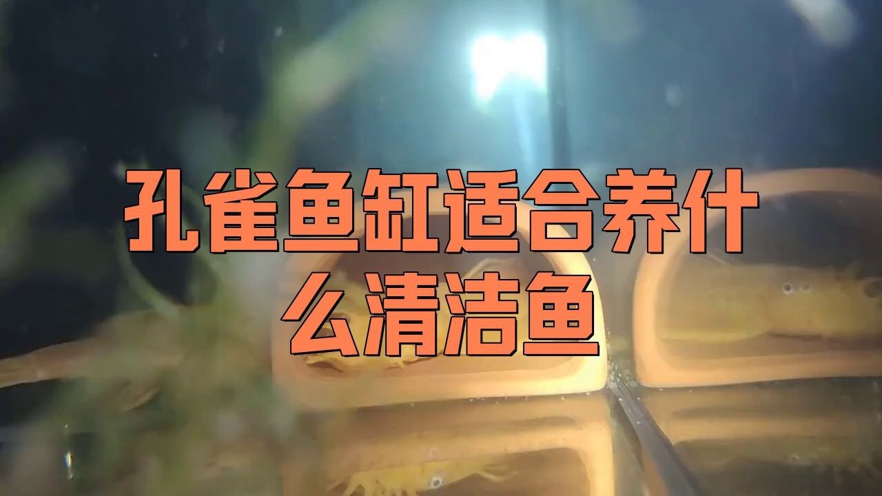 孔雀魚缸中養(yǎng)哪種清潔魚【孔雀魚缸適合養(yǎng)什么樣的清潔魚】 孔雀魚缸中養(yǎng)哪種清潔魚【孔雀魚缸適合養(yǎng)什么樣的清潔魚】 龍魚百科 第5張