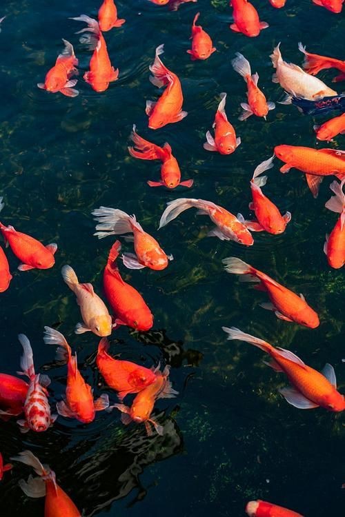 錦鯉魚的圖片【《錦鯉魚的絢麗風(fēng)姿》】