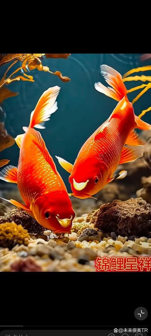 錦鯉魚的圖片【《錦鯉魚的絢麗風(fēng)姿》】