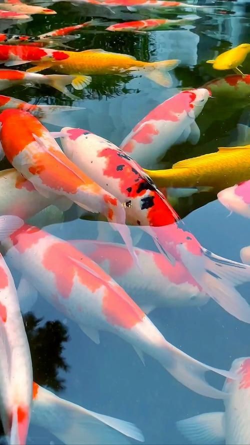 錦鯉魚的圖片【《錦鯉魚的絢麗風(fēng)姿》】