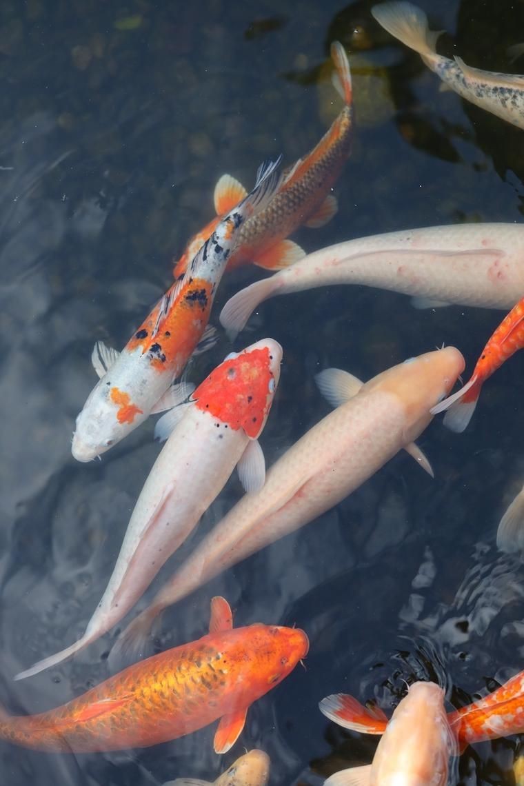 錦鯉魚的圖片【《錦鯉魚的絢麗風(fēng)姿》】
