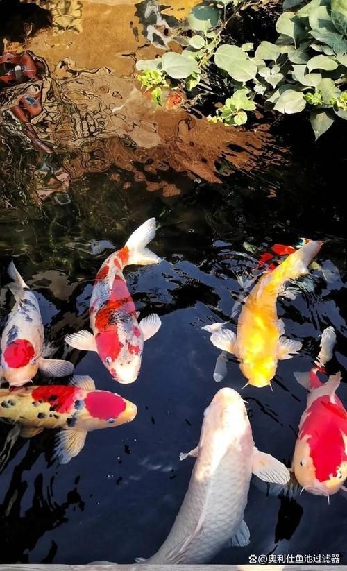 錦鯉魚的圖片【《錦鯉魚的絢麗風(fēng)姿》】