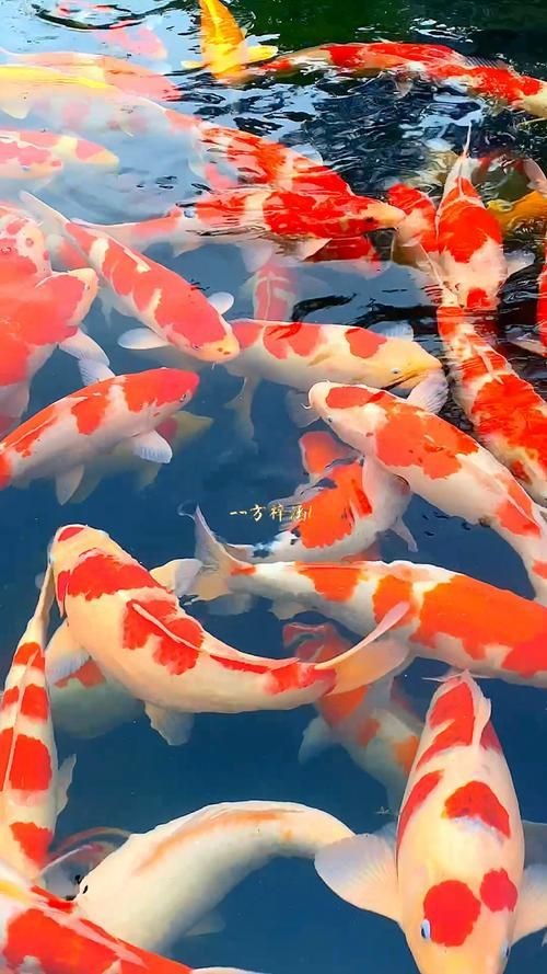 錦鯉魚的圖片【《錦鯉魚的絢麗風(fēng)姿》】