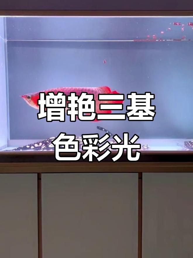 馬印神燈三基色增艷燈【馬印神燈三基色增艷燈推薦大全愛意伴月而去的四溪】 龍魚百科 第3張 馬印神燈三基色增艷燈【馬印神燈三基色增艷燈推薦大全愛意伴月而去的四溪】 馬印神燈三基色增艷燈【馬印神燈三基色增艷燈推薦大全愛意伴月而去的四溪】 龍魚百科 第3張