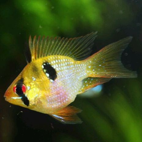 荷蘭鳳凰魚吃什么飼料好【荷蘭鳳凰魚吃什么飼料好，每天喂幾次】 荷蘭鳳凰魚吃什么飼料好【荷蘭鳳凰魚吃什么飼料好，每天喂幾次】 龍魚論壇 第6張