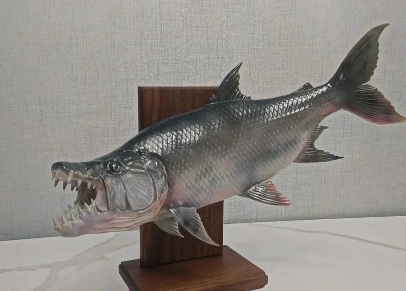 非洲虎魚多少錢一條【非洲虎魚市場價格】