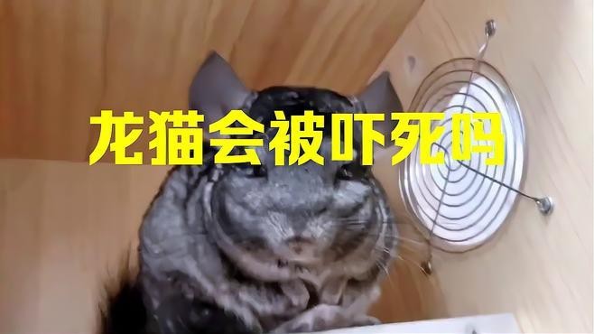 龍貓害怕時(shí)會(huì)有什么表現(xiàn)？【龍貓?jiān)诤ε聲r(shí)會(huì)有哪些表現(xiàn)？】