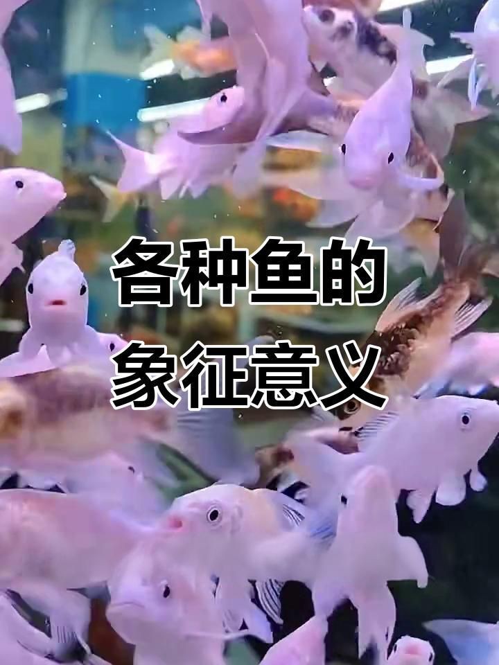 十大招財魚中哪種最吉利？【十大招財魚中哪種最吉利】