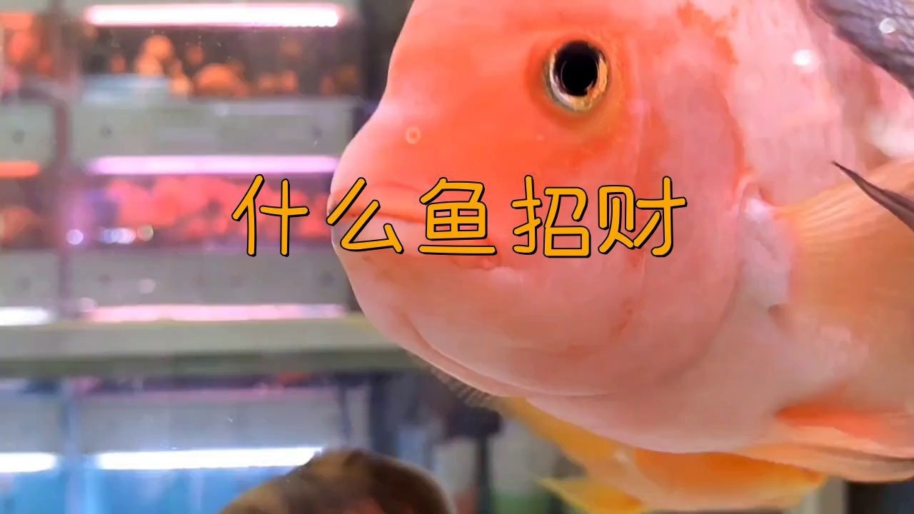 十大招財魚中哪種最吉利？【十大招財魚中哪種最吉利】