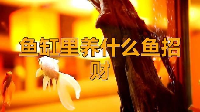 十大招財魚中哪種最吉利？【十大招財魚中哪種最吉利】
