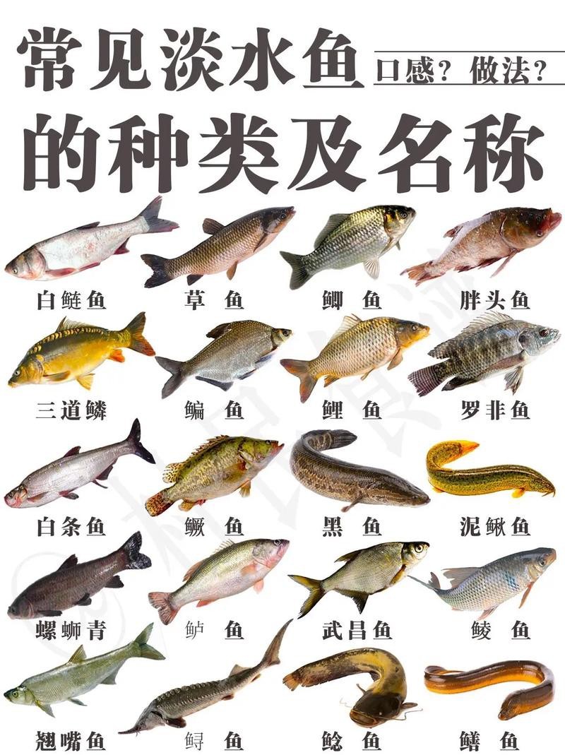 各種魚圖片大全【20種常見海魚大盤點，你最愛哪一種麥田守望年虞沐】