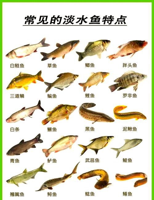 各種魚圖片大全【20種常見海魚大盤點，你最愛哪一種麥田守望年虞沐】