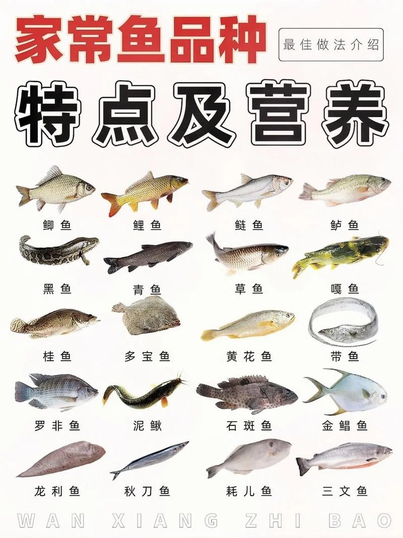 各種魚圖片大全【20種常見海魚大盤點，你最愛哪一種麥田守望年虞沐】
