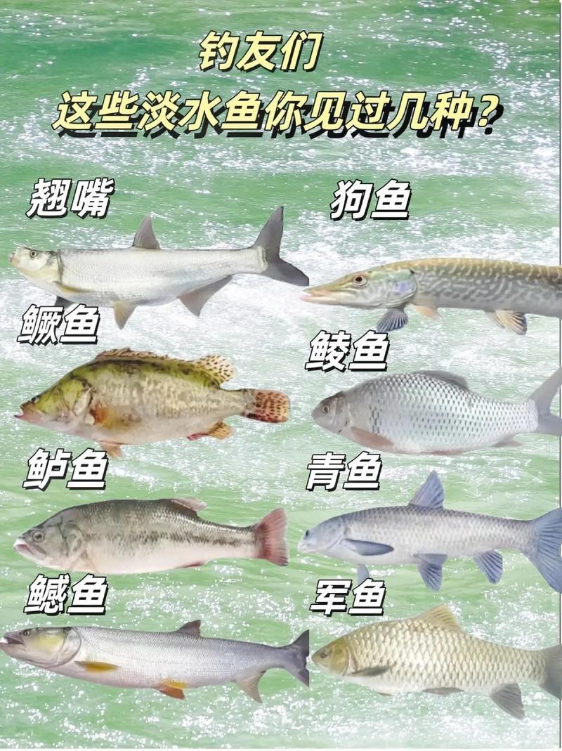 各種魚圖片大全【20種常見海魚大盤點，你最愛哪一種麥田守望年虞沐】