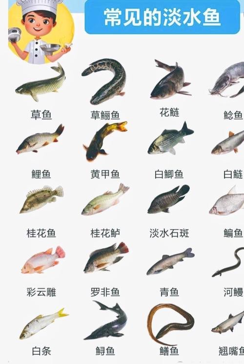 各種魚圖片大全【20種常見海魚大盤點，你最愛哪一種麥田守望年虞沐】