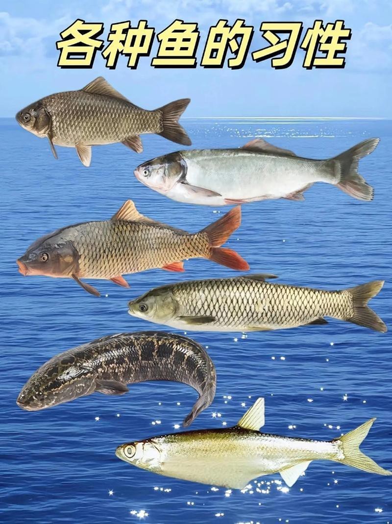 各種魚圖片大全【20種常見海魚大盤點，你最愛哪一種麥田守望年虞沐】
