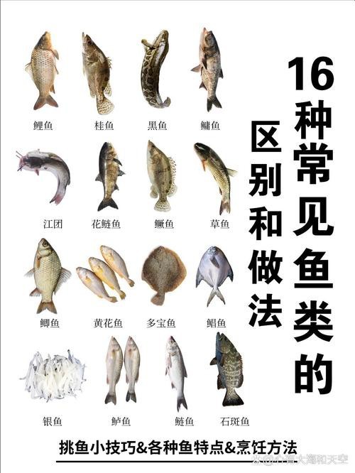 各種魚圖片大全【20種常見海魚大盤點，你最愛哪一種麥田守望年虞沐】